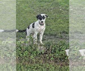 Border Collie Litter for sale in LEBANON, MO, USA