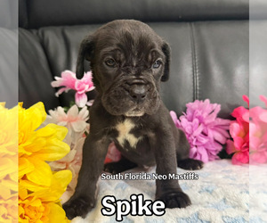 Neapolitan Mastiff Puppy for sale in MIAMI, FL, USA