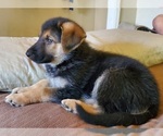 Small Photo #2 German Shepherd Dog Puppy For Sale in STOCKTON, CA, USA