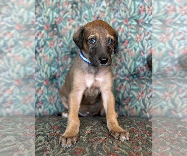 Medium Photo #5 Greyhound-Saluki Mix Puppy For Sale in Laramie, WY, USA