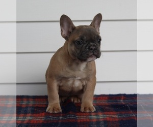 French Bulldog Puppy for sale in FREDERICKSBURG, OH, USA