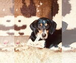 Small #3 Black and Tan Coonhound Mix