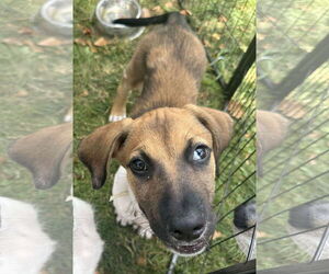 Mutt Dogs for adoption in Germantown, OH, USA