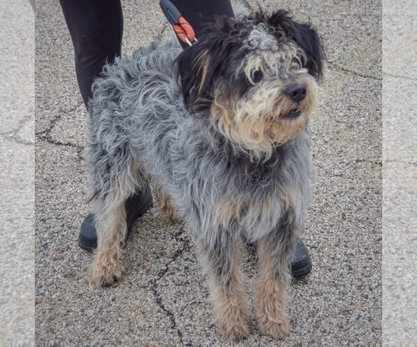 Medium Photo #5 Australian Shepherd-Unknown Mix Puppy For Sale in Huntley, IL, USA