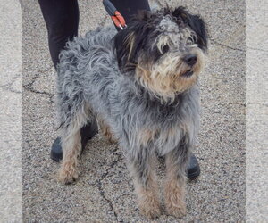 Shadow - Male Australian Shepherd-Unknown Mix Dog for Adoption - Photo #5