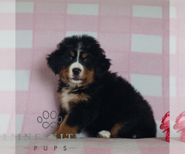 Medium Photo #3 Bernese Mountain Dog Puppy For Sale in ATGLEN, PA, USA