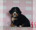 Small #2 Bernese Mountain Dog