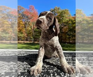German Shorthaired Pointer Puppy for sale in BARRYVILLE, NY, USA