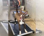 Small American Pit Bull Terrier-Huskies Mix