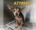 Small #1 Chihuahua Mix