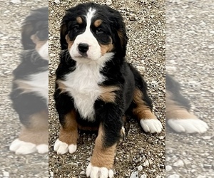 Bernese Mountain Dog Puppy for sale in SHERIDAN, MI, USA