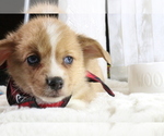 Small Photo #2 Aussie-Corgi Puppy For Sale in STAFFORD, VA, USA