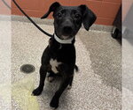TINY TOT - Female Labrador Retriever-Unknown Mix Dog for Adoption - Small photo