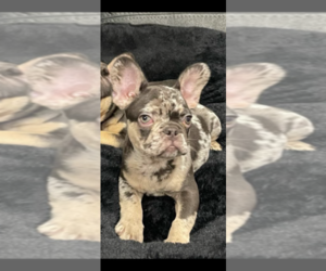 French Bulldog Puppy for sale in ORLANDO, FL, USA