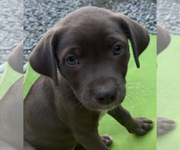 Medium Photo #1 Labrador Retriever-Unknown Mix Puppy For Sale in Rockaway, NJ, USA