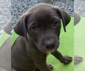 Labrador Retriever-Unknown Mix Dogs for adoption in Rockaway, NJ, USA