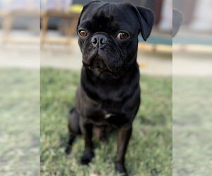 Pug Dogs for adoption in Banning, CA, USA