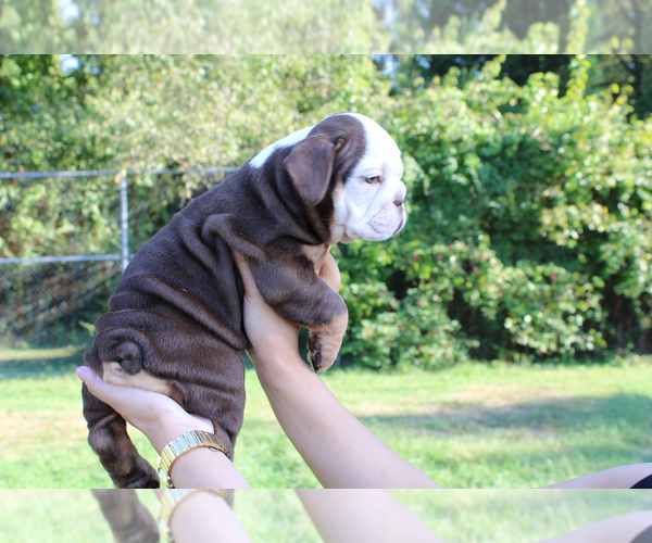 Medium Photo #2 English Bulldog Puppy For Sale in PHILADELPHIA, PA, USA