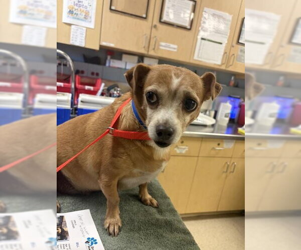 Medium Photo #1 Chihuahua-Unknown Mix Puppy For Sale in Riverside, CA, USA