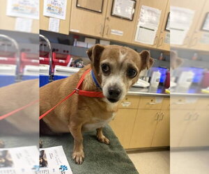 Chihuahua-Unknown Mix Dogs for adoption in Riverside, CA, USA
