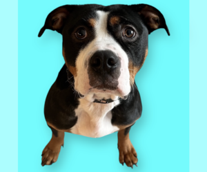 Bulldog-Unknown Mix Dogs for adoption in Rockville, MD, USA