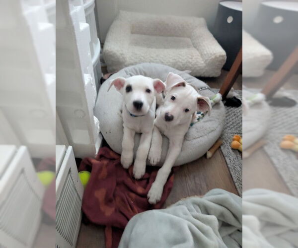 Medium Photo #11 Mutt Puppy For Sale in Sandy, UT, USA