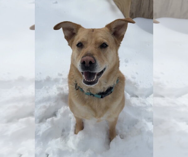 Medium Photo #4 Labrador Retriever-Unknown Mix Puppy For Sale in Bemidji, MN, USA