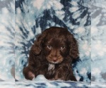Small Photo #1 Aussiedoodle Miniature  Puppy For Sale in NAMPA, ID, USA
