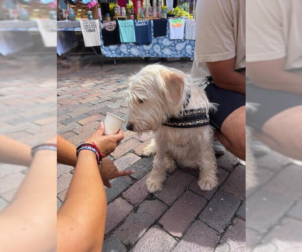 Medium Photo #6 Goldendoodle Puppy For Sale in Sanford, FL, USA