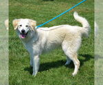 Small #2 Golden Pyrenees