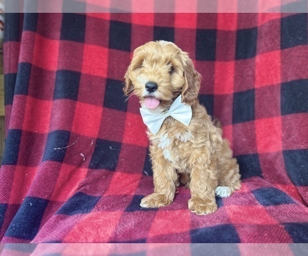 Medium Photo #7 Cock-A-Poo Puppy For Sale in LAKELAND, FL, USA