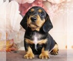 Small #5 Dachshund