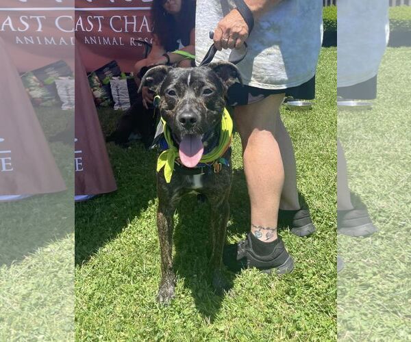 Medium Photo #6 Mutt Puppy For Sale in Woodbury, NY, USA