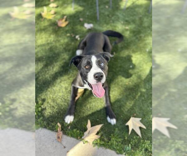 Medium Photo #1 Labsky Puppy For Sale in Chula Vista, CA, USA