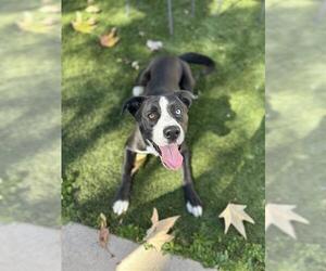 Labsky Dogs for adoption in Chula Vista, CA, USA