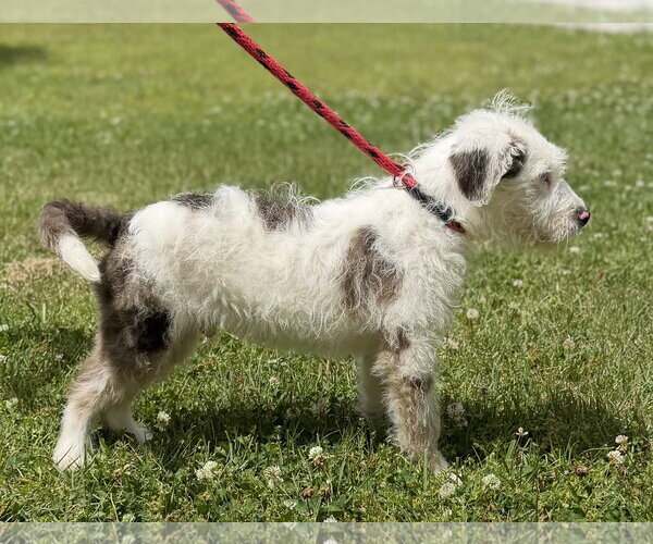 Medium Photo #2 Mutt Puppy For Sale in Yardley, PA, USA