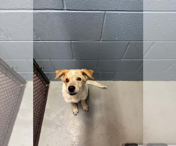 Medium Photo #1 Mutt Puppy For Sale in Rowlett, TX, USA