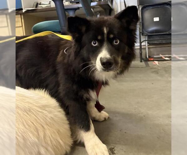 Medium Photo #1 Aussie Siberian Puppy For Sale in Camarillo, CA, USA