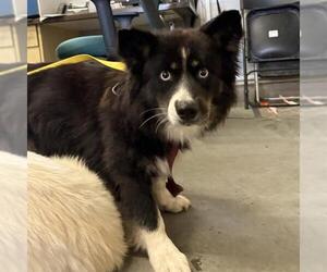 Aussie Siberian Dogs for adoption in Camarillo, CA, USA