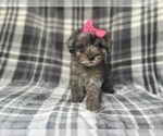 Small #5 YorkiePoo