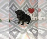 Small Photo #20 Poodle (Toy) Puppy For Sale in LAPEER, MI, USA