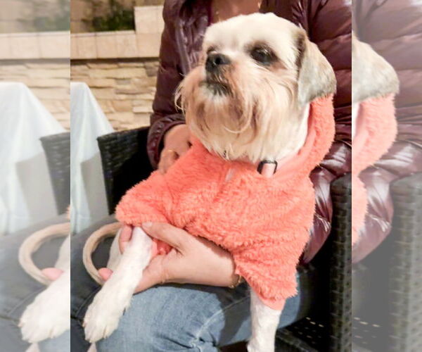 Medium Photo #3 Maltese-Unknown Mix Puppy For Sale in Corona, CA, USA