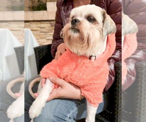 Maltese-Unknown Mix Dogs for adoption in Corona, CA, USA