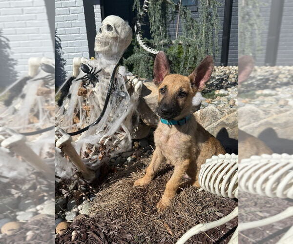 Medium Photo #4 Mutt Puppy For Sale in Raleigh, NC, USA