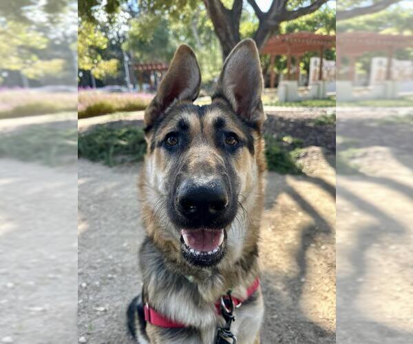 Medium Photo #1 German Shepherd Dog Puppy For Sale in Santa Barbara, CA, USA