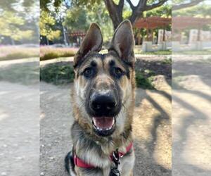 German Shepherd Dog Dogs for adoption in Santa Barbara, CA, USA