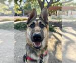 Small German Shepherd Dog