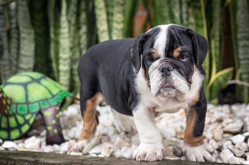 Medium Photo #10 Bulldog Puppy For Sale in CUTLER BAY, FL, USA