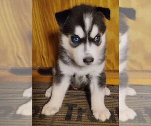 Siberian Husky Puppy for Sale in FENTON, Missouri USA