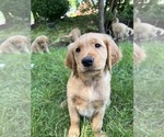Small #2 Golden Retriever